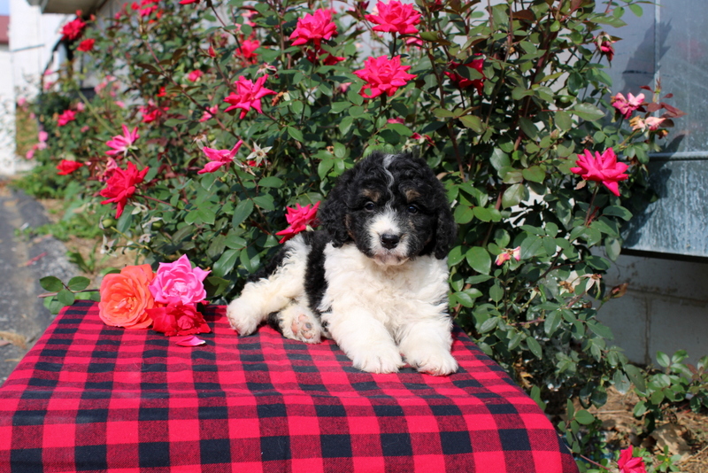 puppy, for, sale, Bernedoodle, Matthew B. Stoltzfus, dog, breeder, Gap, PA, dog-breeder, puppy-for-sale, forsale, nearby, find, puppyfind, locator, puppylocator, aca